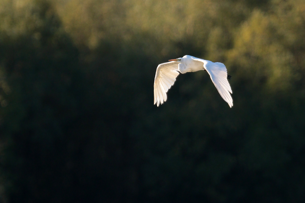Silberreiher im Flug
