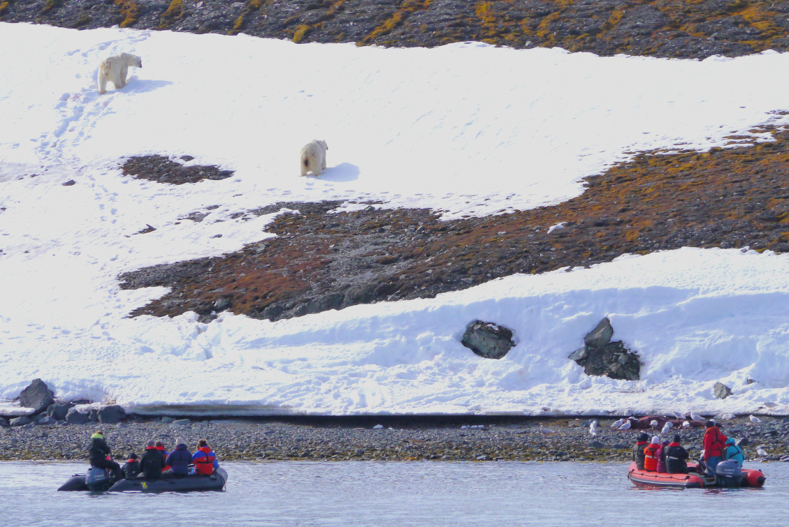 Aus meinem Spitzbergen - Archiv