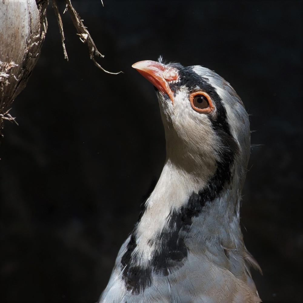 Steinhuhn (Alectoris graeca)