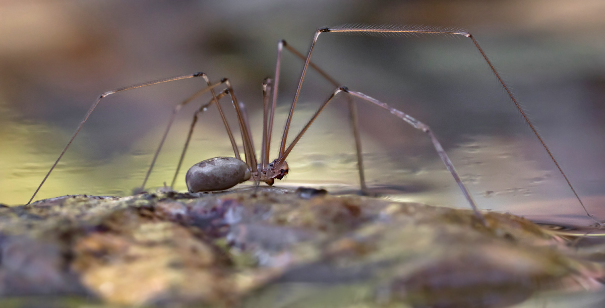 Zitterspinne