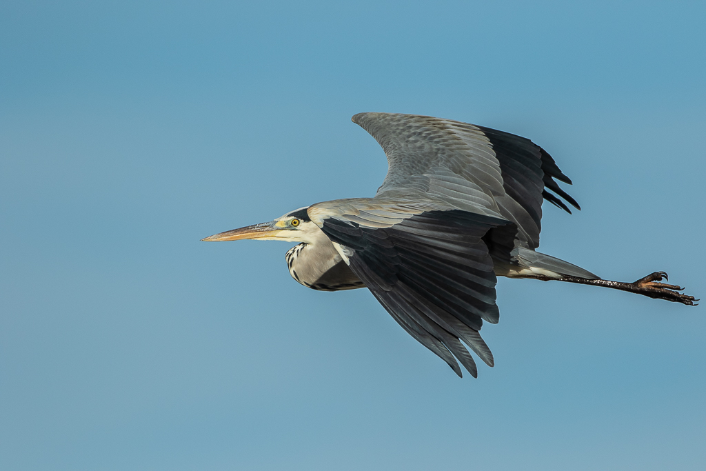 Graureiher im Flug ( Ardea cinerea )