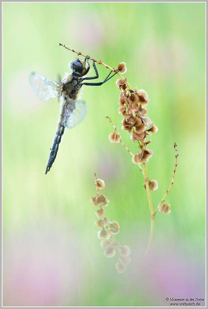 Schwarze Heidelibelle (Sympetrum danae)