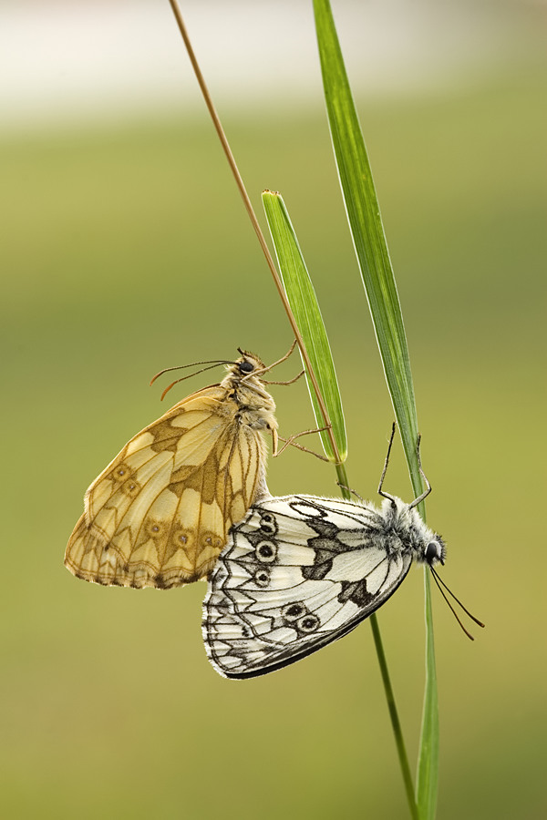 Schachbrettfalter