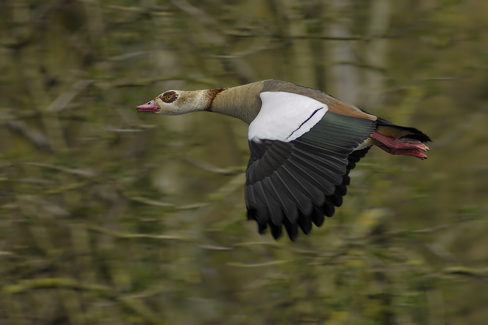 Nilgans (Alopochen aegyptiacus)