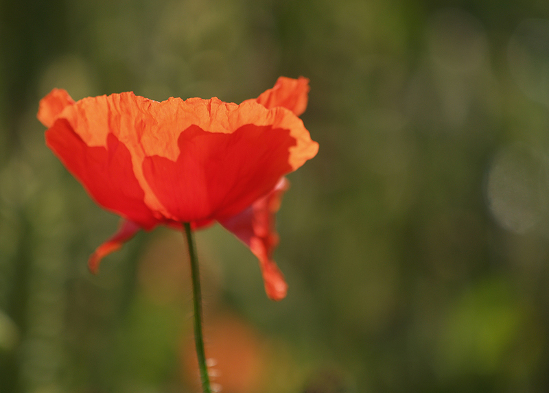 ~ Mohn VI ~