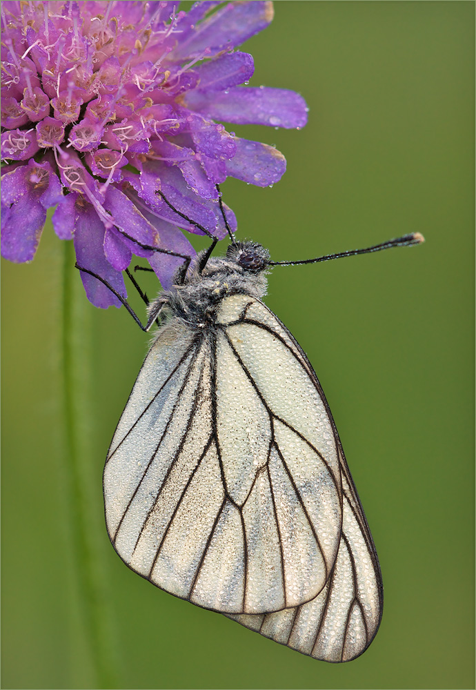 Baumweissling (Aporia crategi)