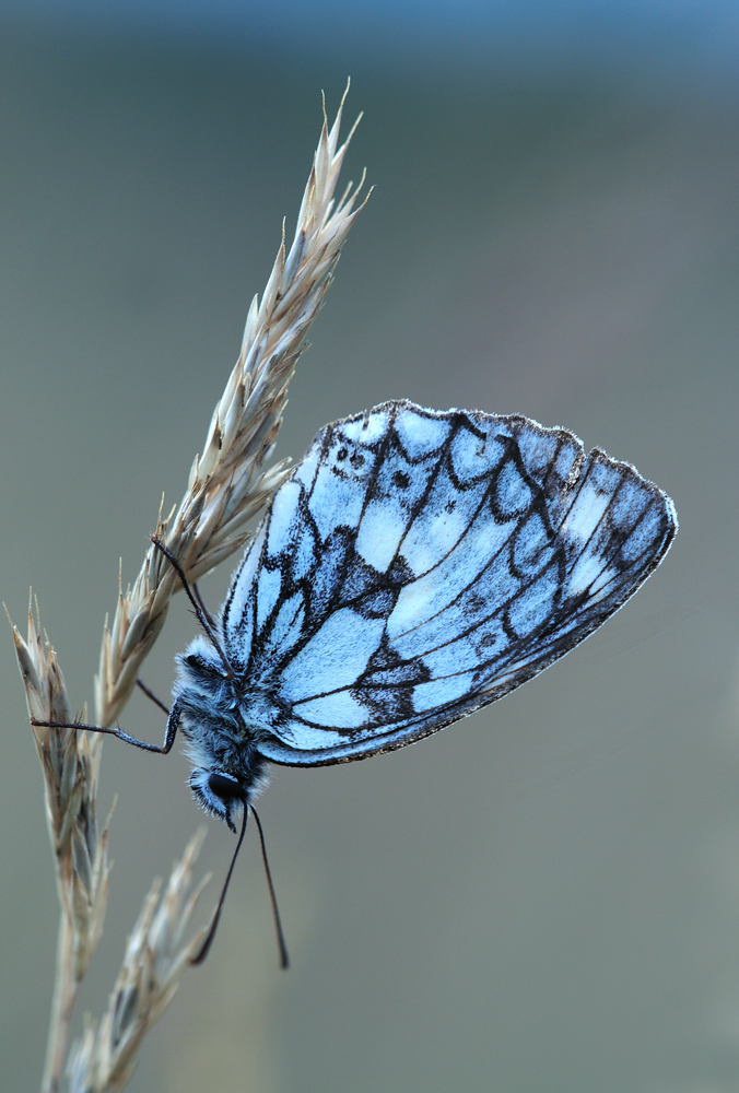 Schachbrettfalter