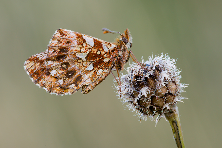 Boloria dia