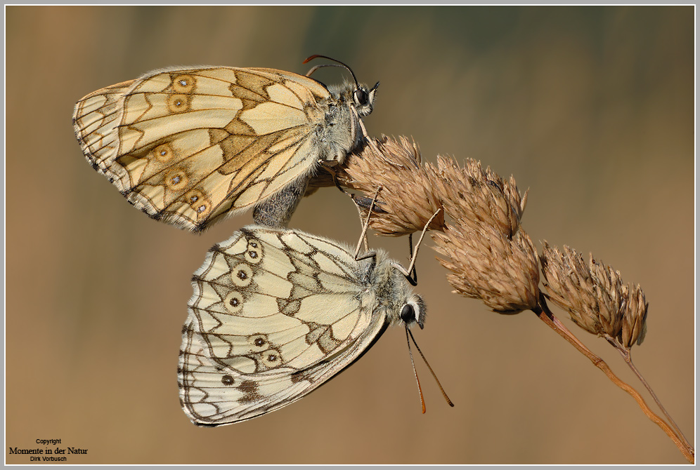 Schachbrettfalter (Melanargia galathea)