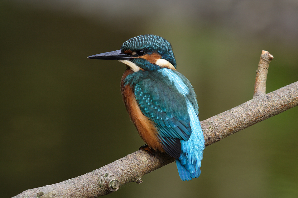 Eisvogel