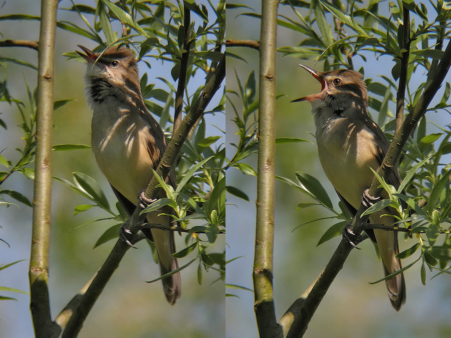 Gesang im Bild (ohne Ton)