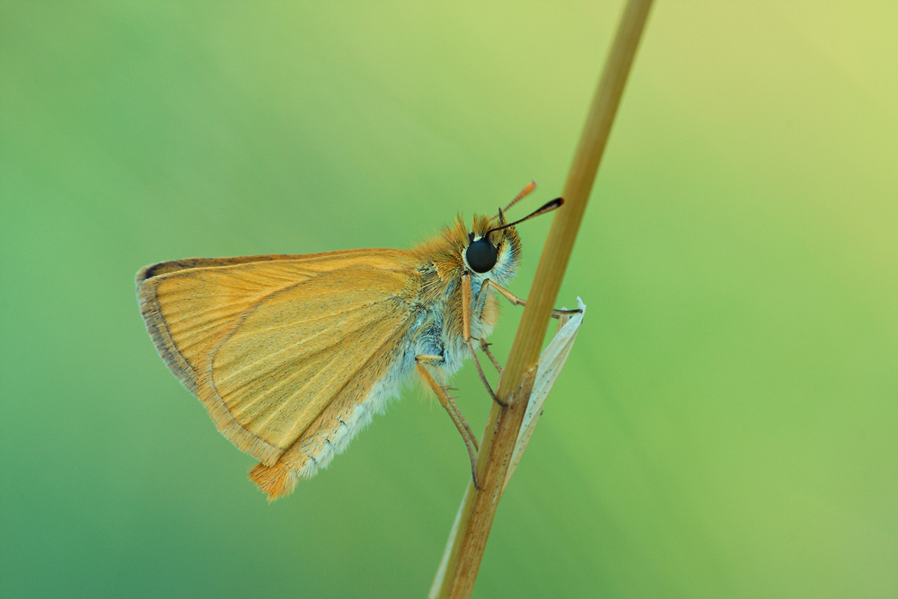 Braunkolbiger Braun-Dickkopffalter (Thymelicus sylvestris)