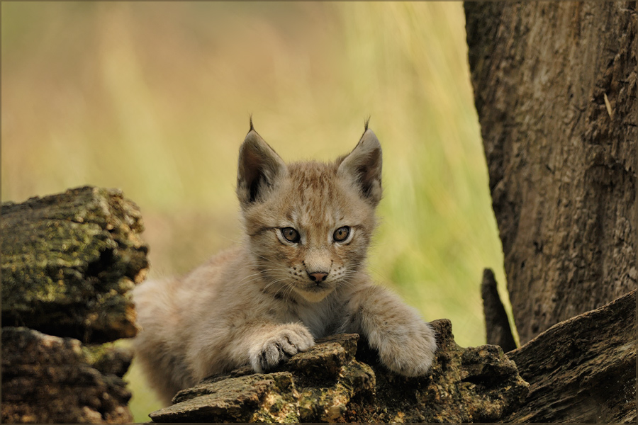 Lynx~Lynx