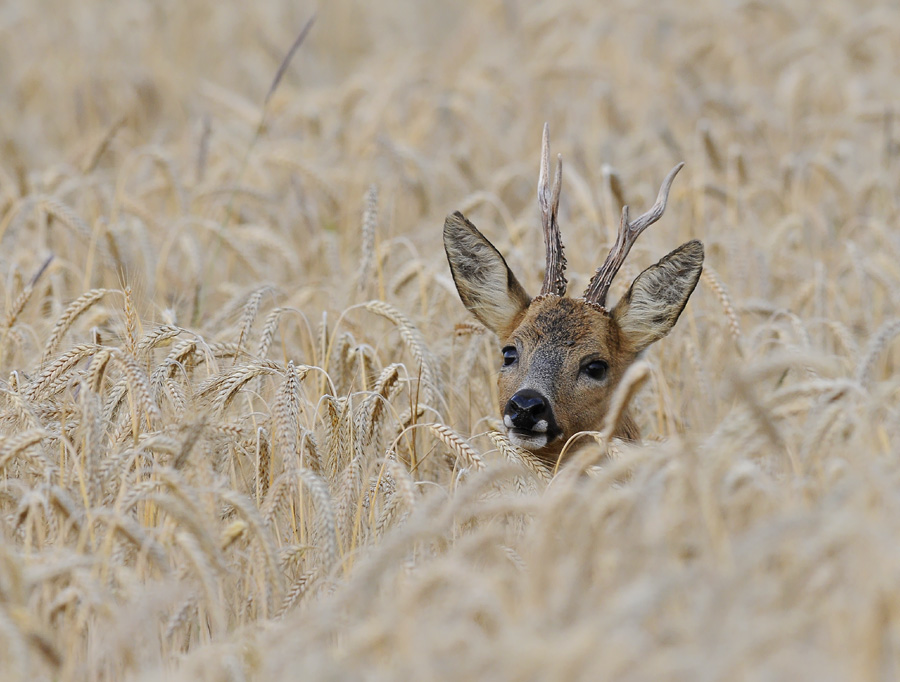 Huch!..Hallo!?