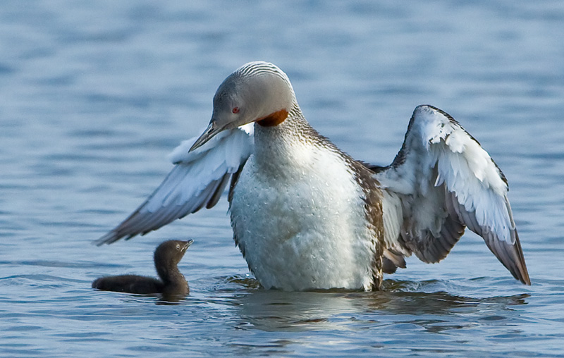 Sterntaucher mit Küken