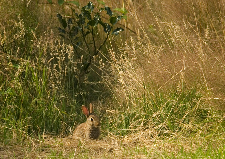 Junges Wildkaninchen