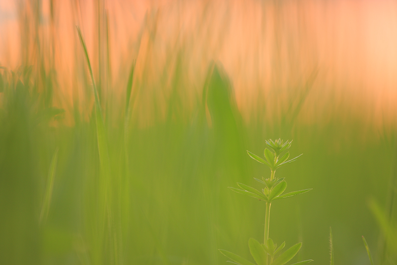 Wiese  im untergehenden Sonnenlicht