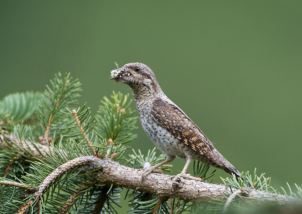 Wendehals
