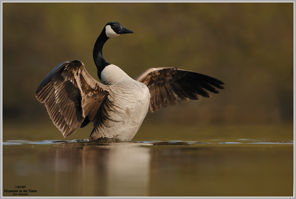 Kanadagans (Branta canadensis)