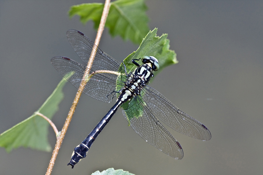 Welche Libelle...