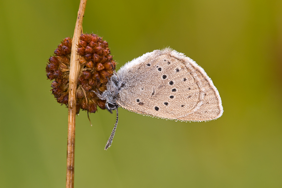 Maculinea teleius - Heller Wiesenknopfameisenbläuling