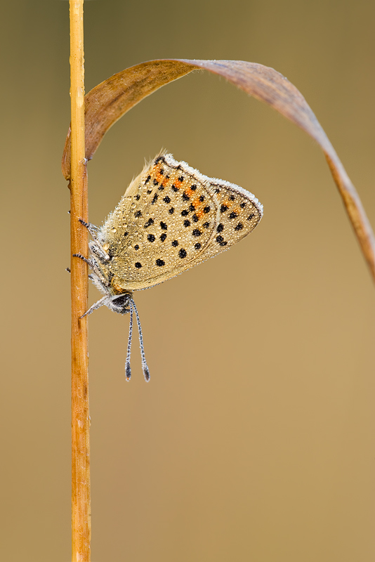 Lycaena tityrus