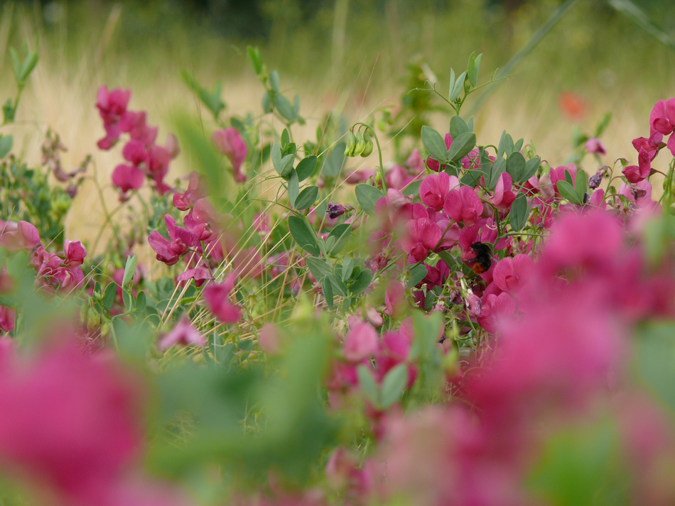 Suchbild „Hummel ….“