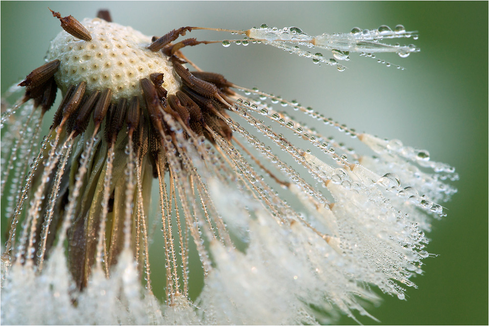 Pusteblume (Forum Für Naturfotografen)