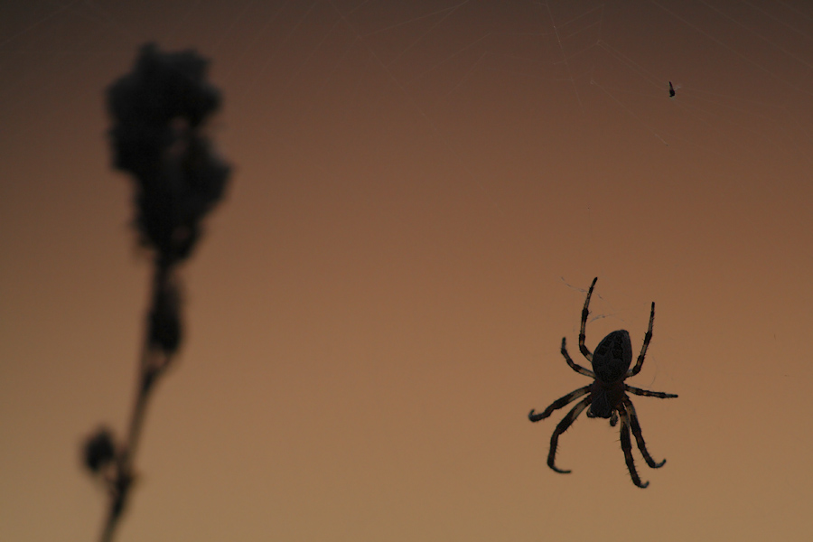 Spinne nach Sonnenuntergang