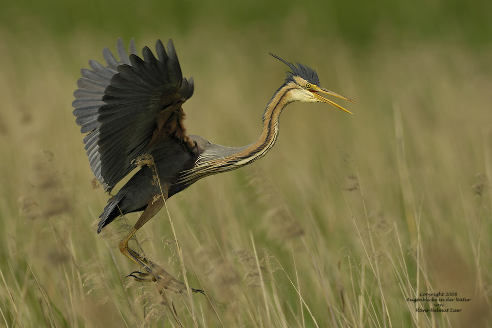 Purpurreiher (Ardea purpurea)