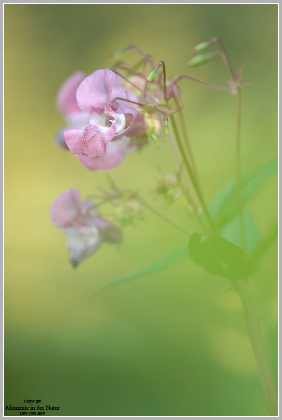 Indisches Springkraut (Impatiens glandulifera)