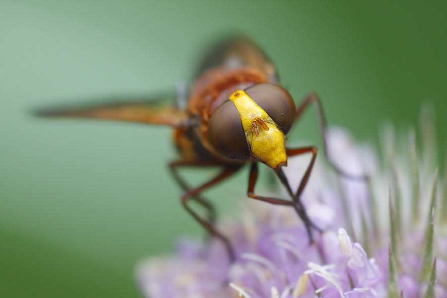 Grosse Waldschwebfliegendame