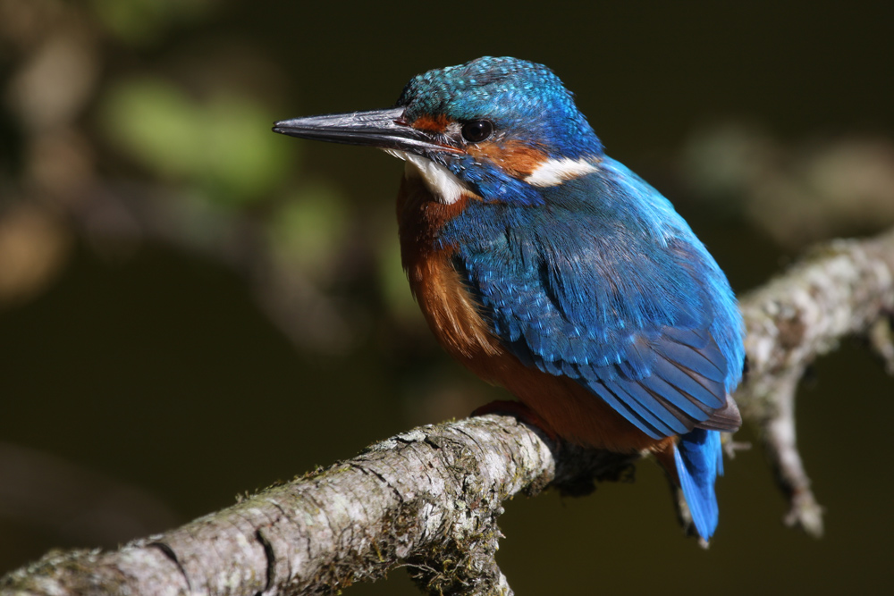 Eisvogel Papa