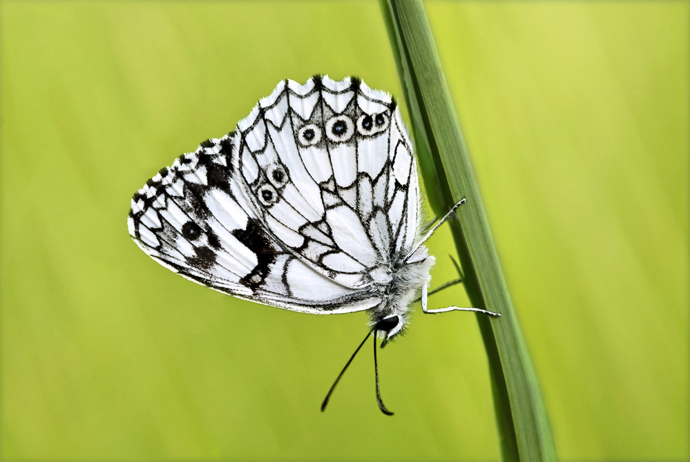 Schachbrettfalter ( Melanargia galathea )