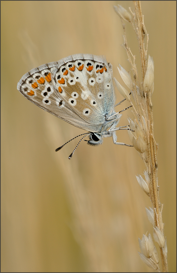 Himmelblauer Bläuling (Lysndra bellargus)