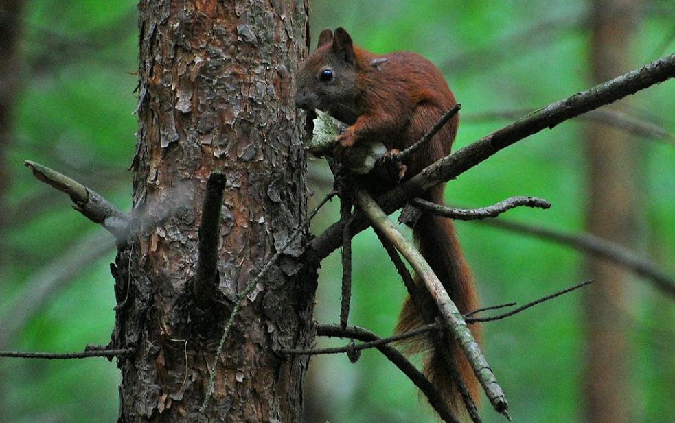 Eichhörnchen!