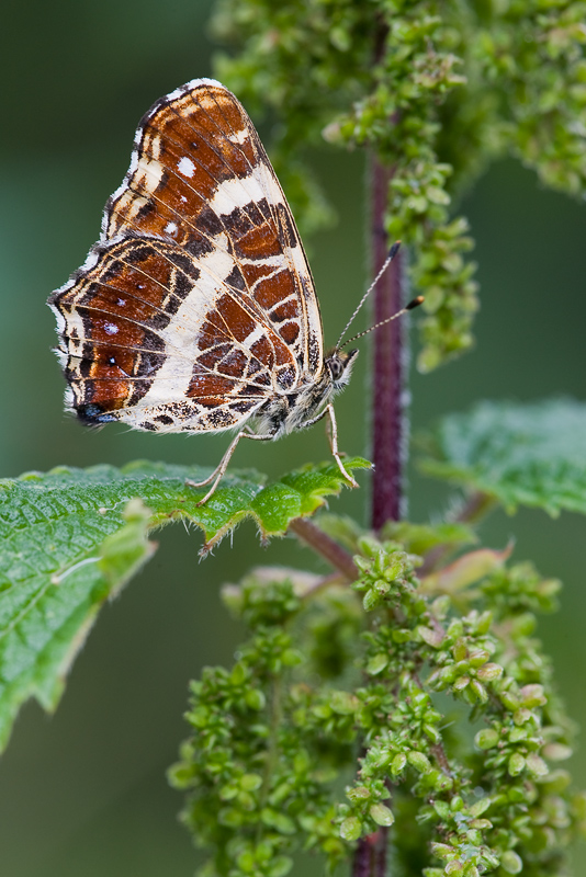 Araschnia levana