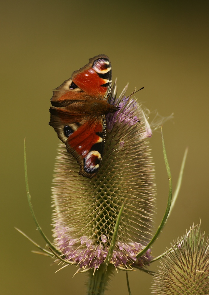 Tagpfauenauge (Inachis io)