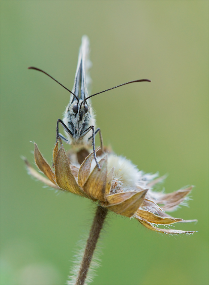 Schachbrettfalter (Melanargia galathea)