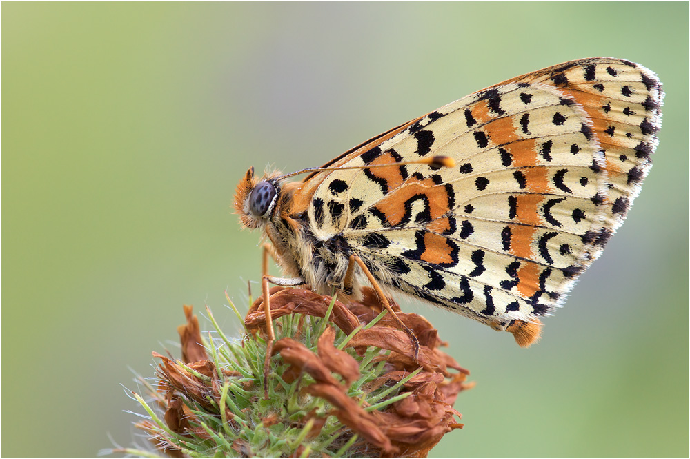 Roter Scheckenfalter (Melitaea didyma)