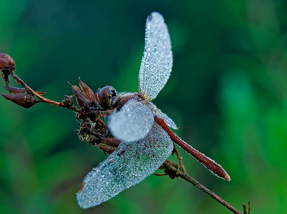 Blutrote Heidelibelle