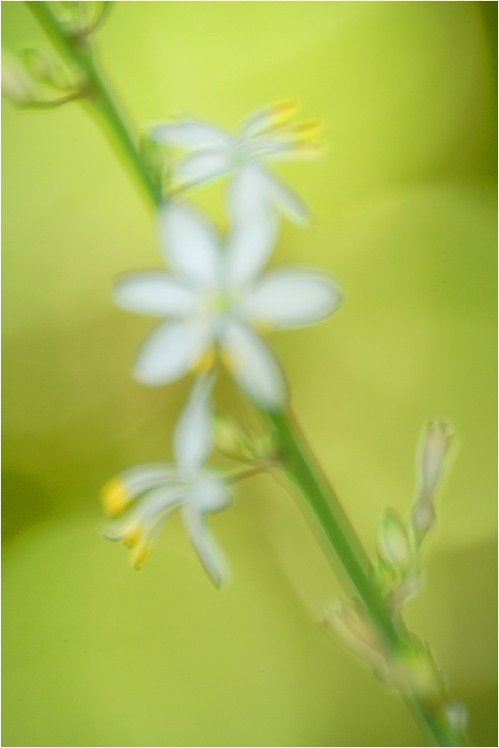 Blur