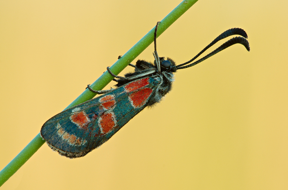 Esparsetten-Widderchen (Zygaena-carniolica)