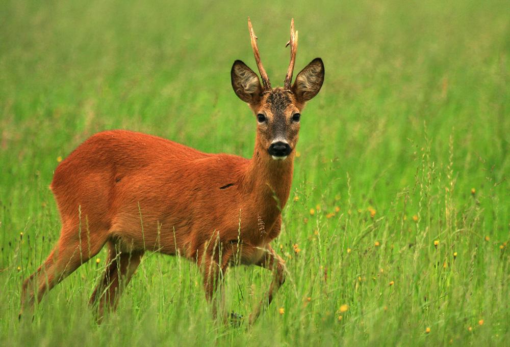 Bockn der Blattzeit