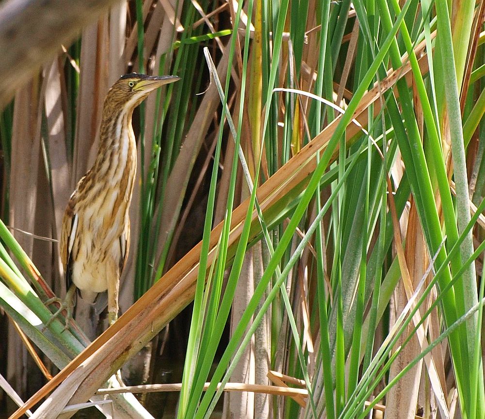 Zwergrohrdommel (Ixobrychos Minutus)