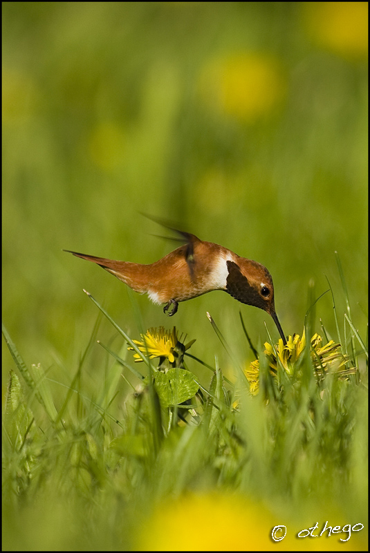 Rufous Hummingbird