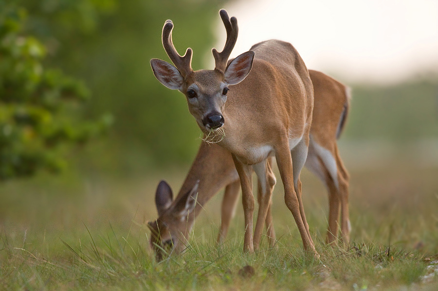 ~ Key Deer  II ~