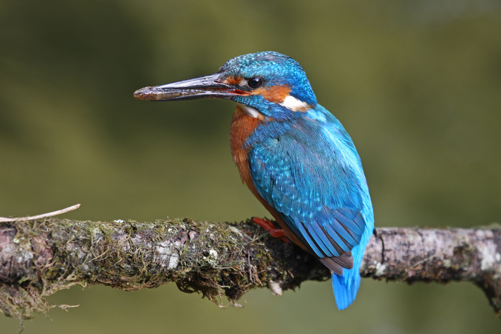 Eisvogel Männchen