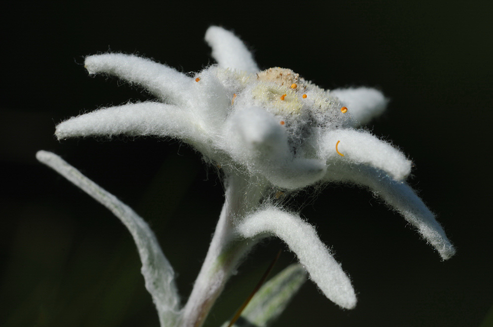 Edelweiss Leontopodium alpinum