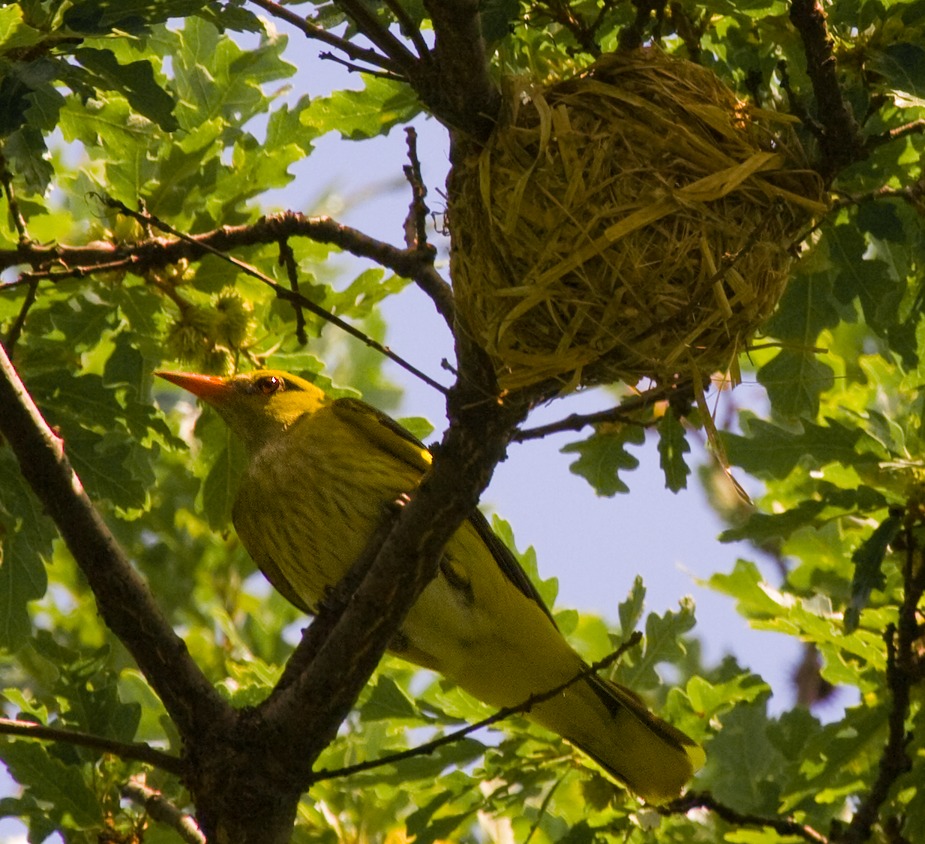 Pirol am Nest